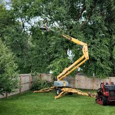 Best Tree Removal  in Lake Orion, MI